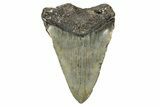 Bargain, Fossil Megalodon Tooth - North Carolina #343388-2